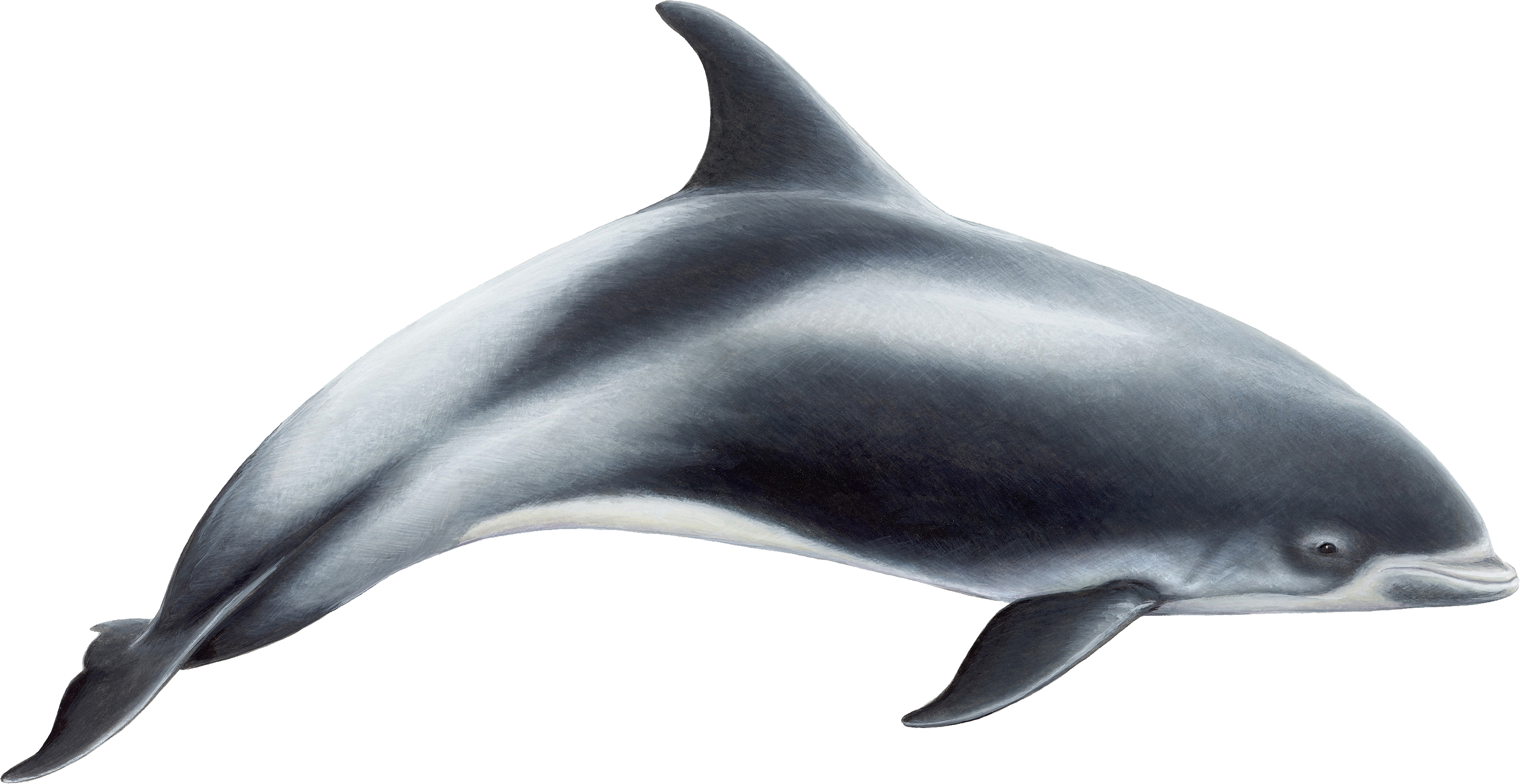 Graceful Dolphin Illustration