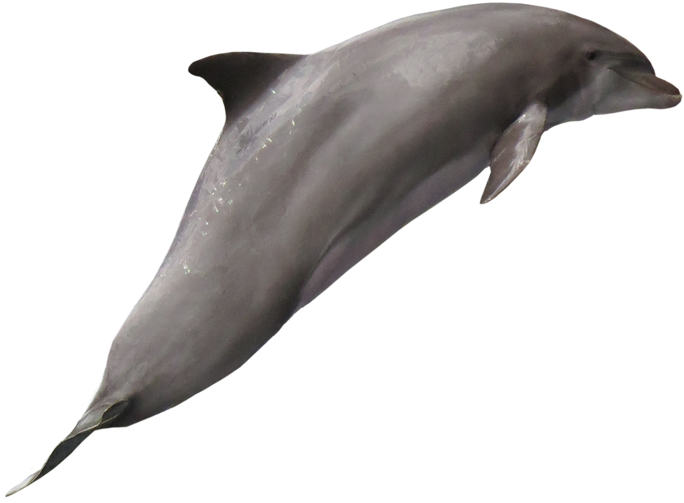 Graceful Dolphin Swimming.png