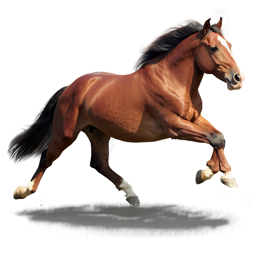 Graceful Horse Gallop Png 16