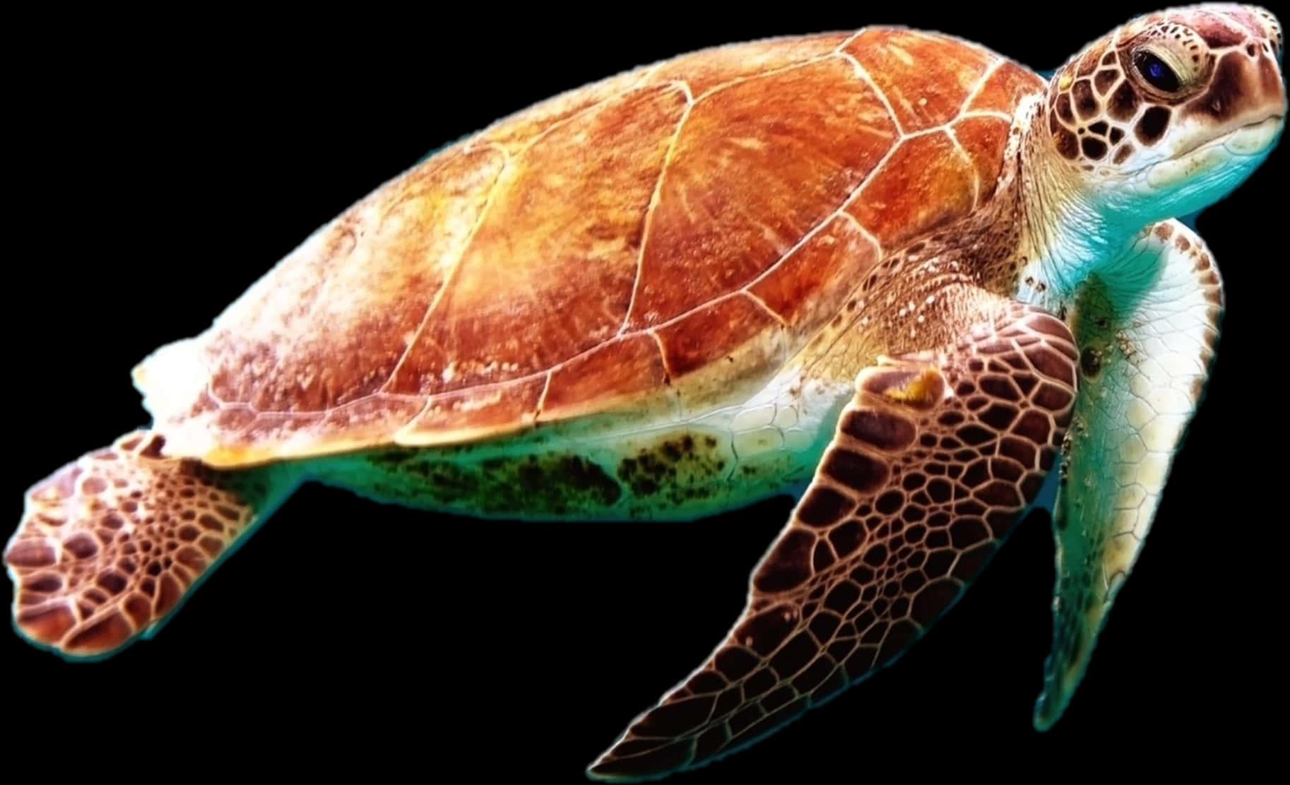 Graceful_ Sea_ Turtle_ Swimming