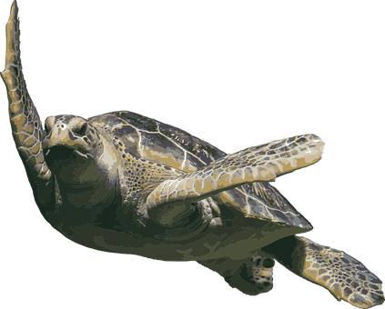 Graceful_ Sea_ Turtle_ Swimming