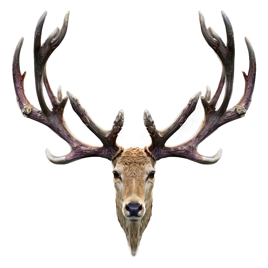 Graceful Stag Antlers Png Ouu