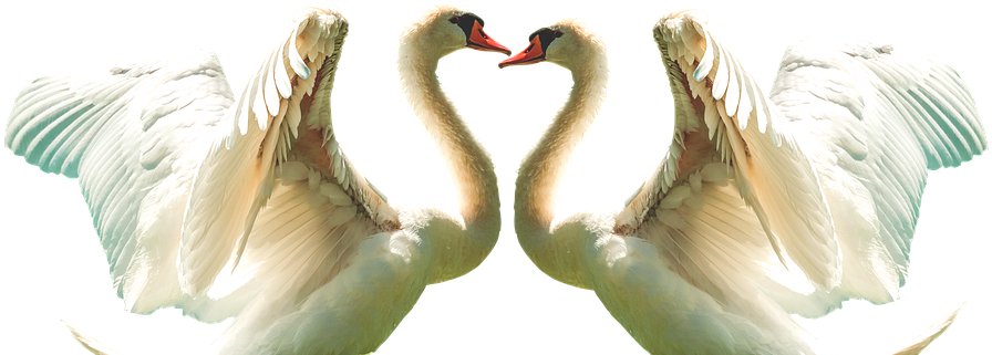 Graceful Swan Duo Symmetry