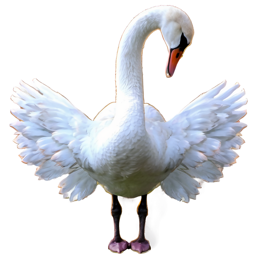 Graceful Swans Png 40