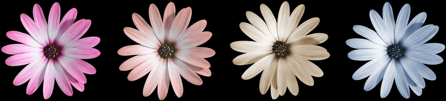 Gradient Color Flowers Black Background