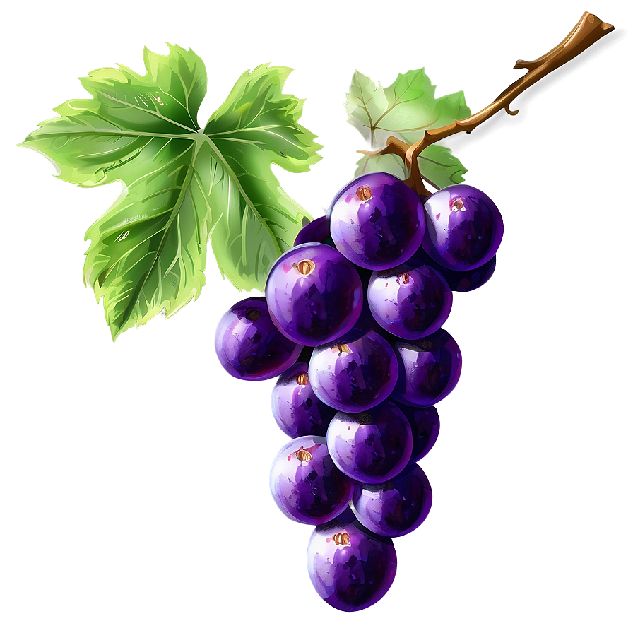 Grape Drawing Png Rhl