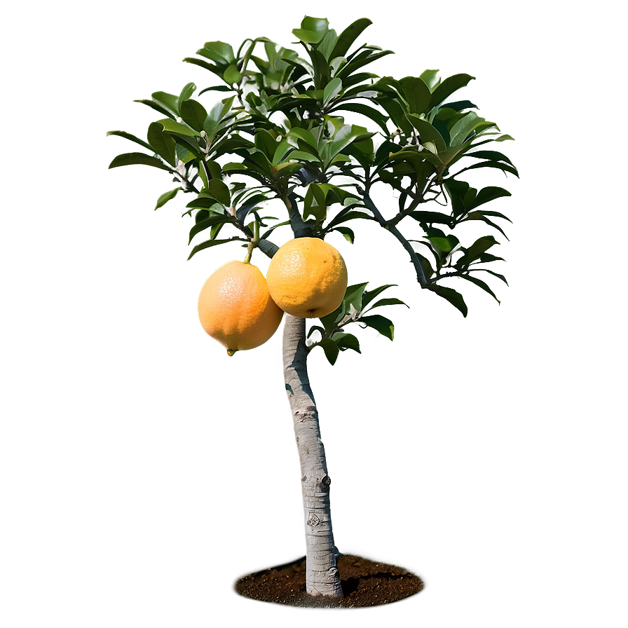 Grapefruit Tree Png Lsk