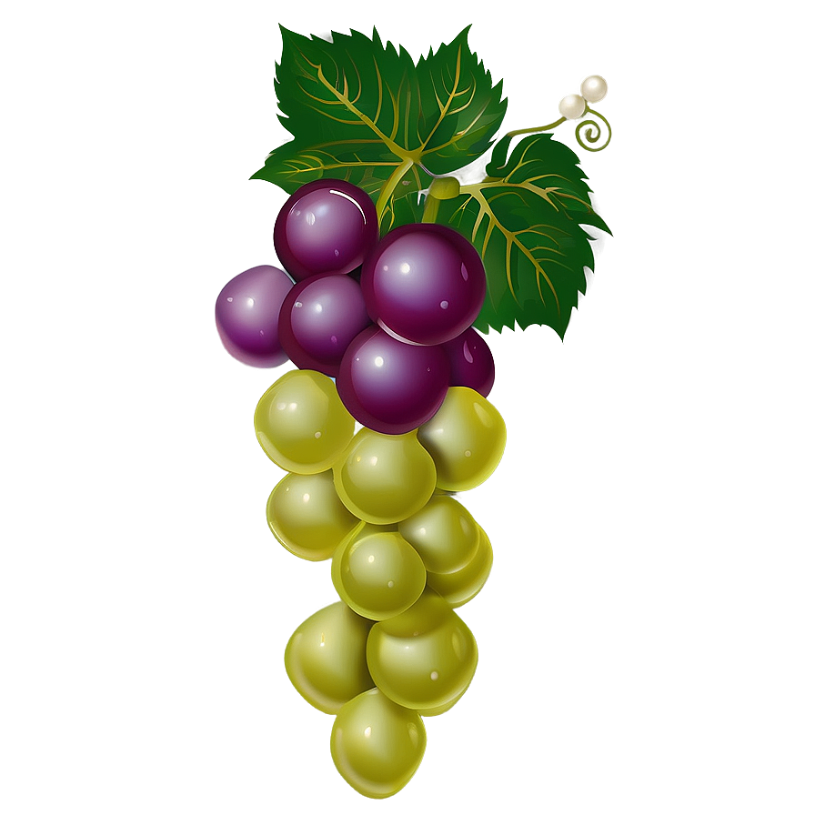 Grapes Vector Png 05242024