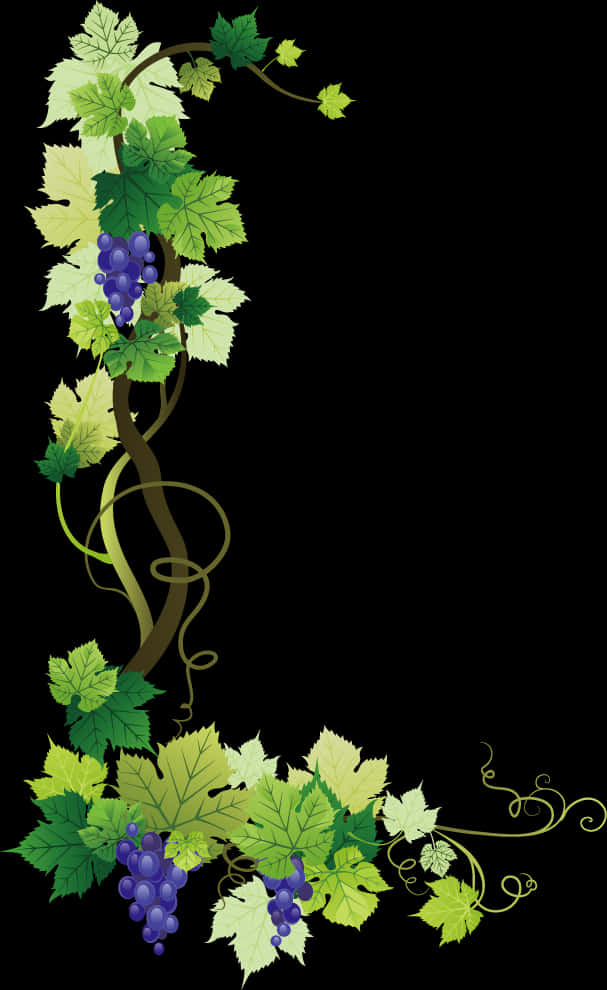 Grapevine Illustration