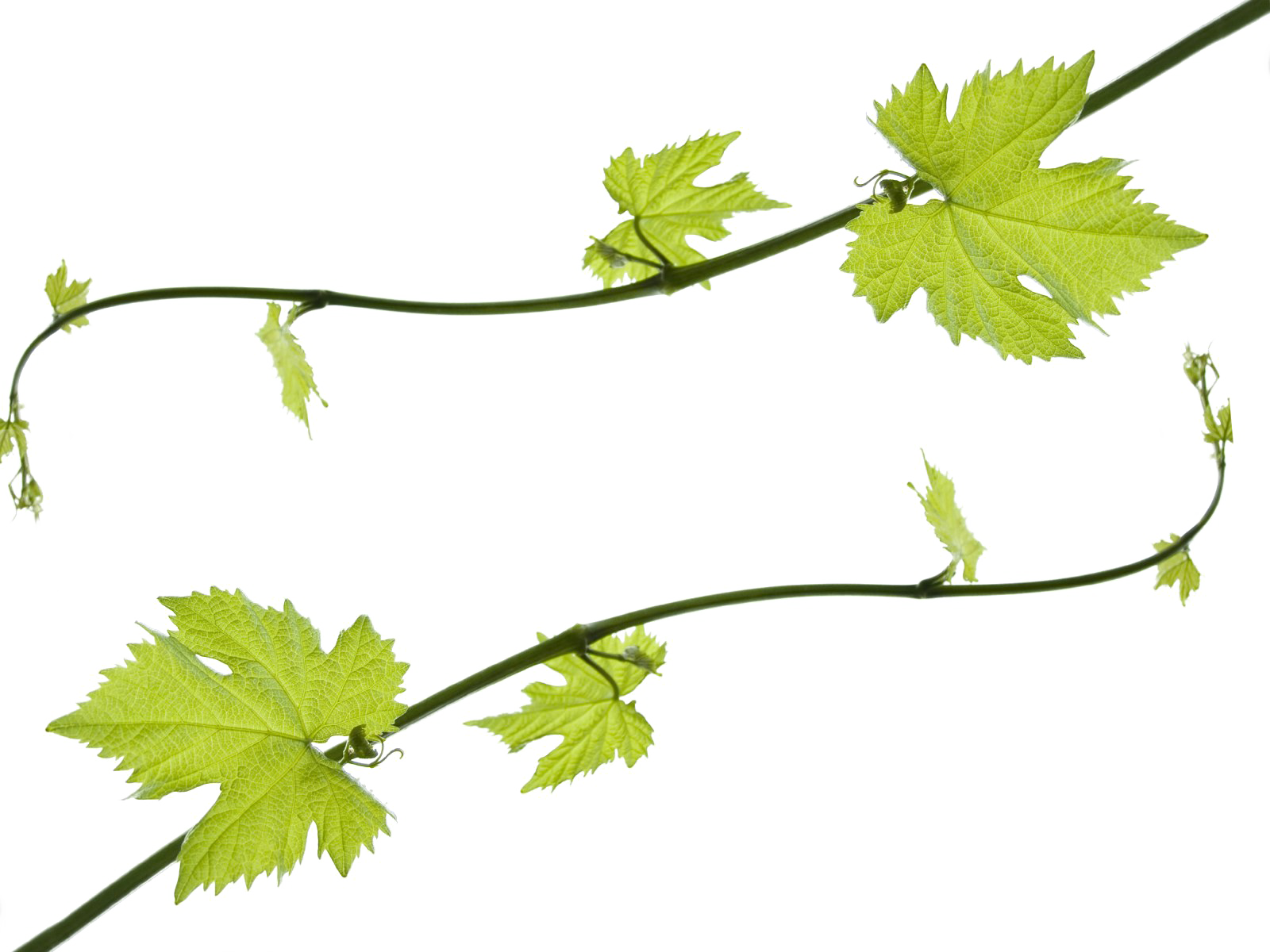 Grapevine Leaves Transparent Background