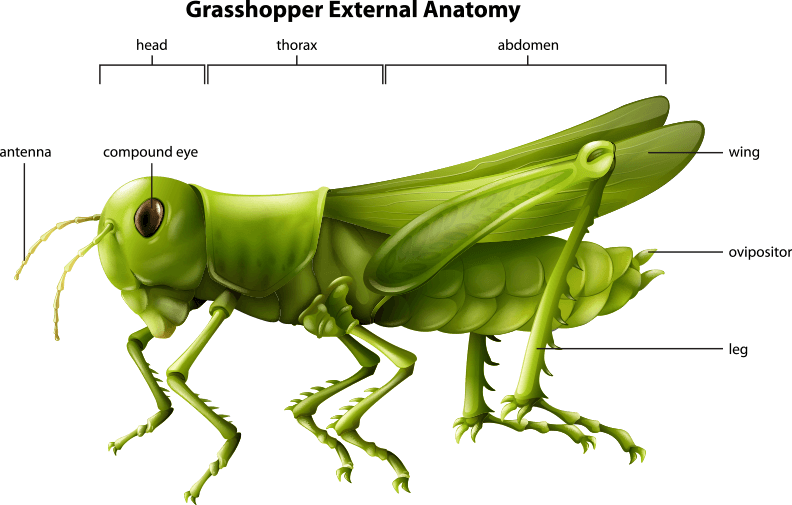 Grasshopper External Anatomy Illustration