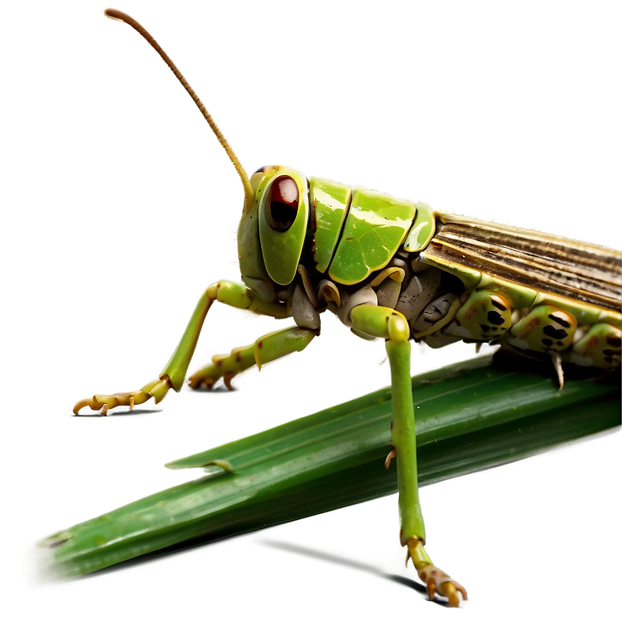 Grasshopper In Grass Png Xpp63