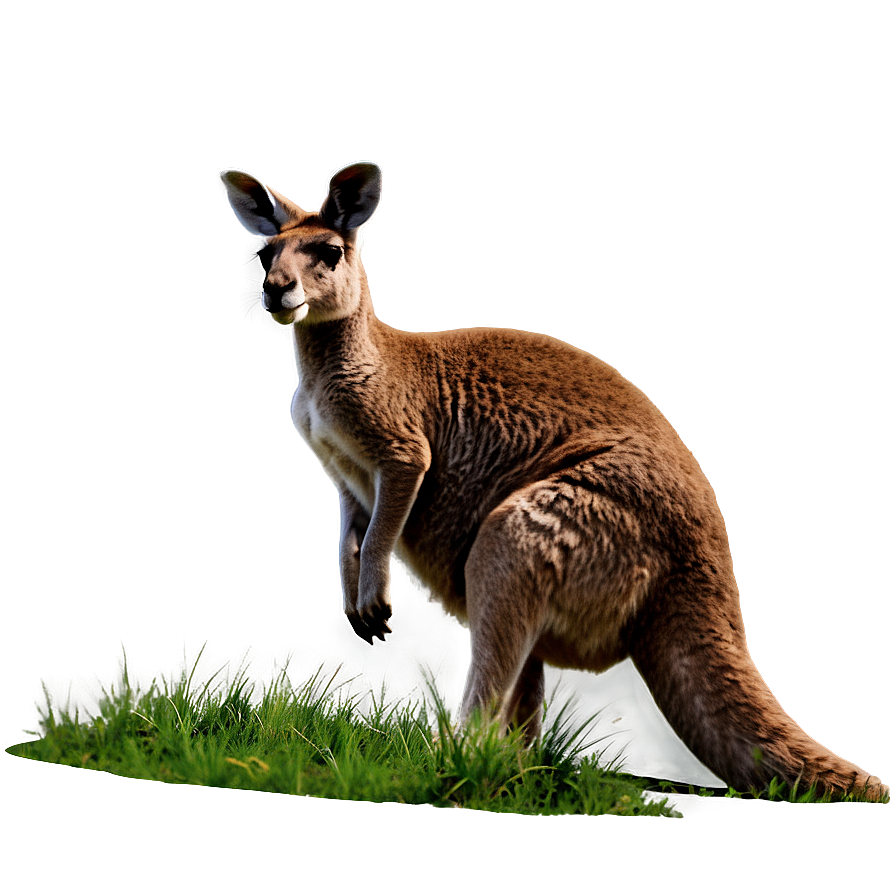 Grazing Kangaroo Png 05212024