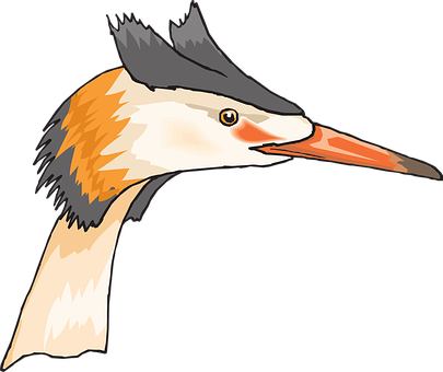 Great Crested Grebe Illustration