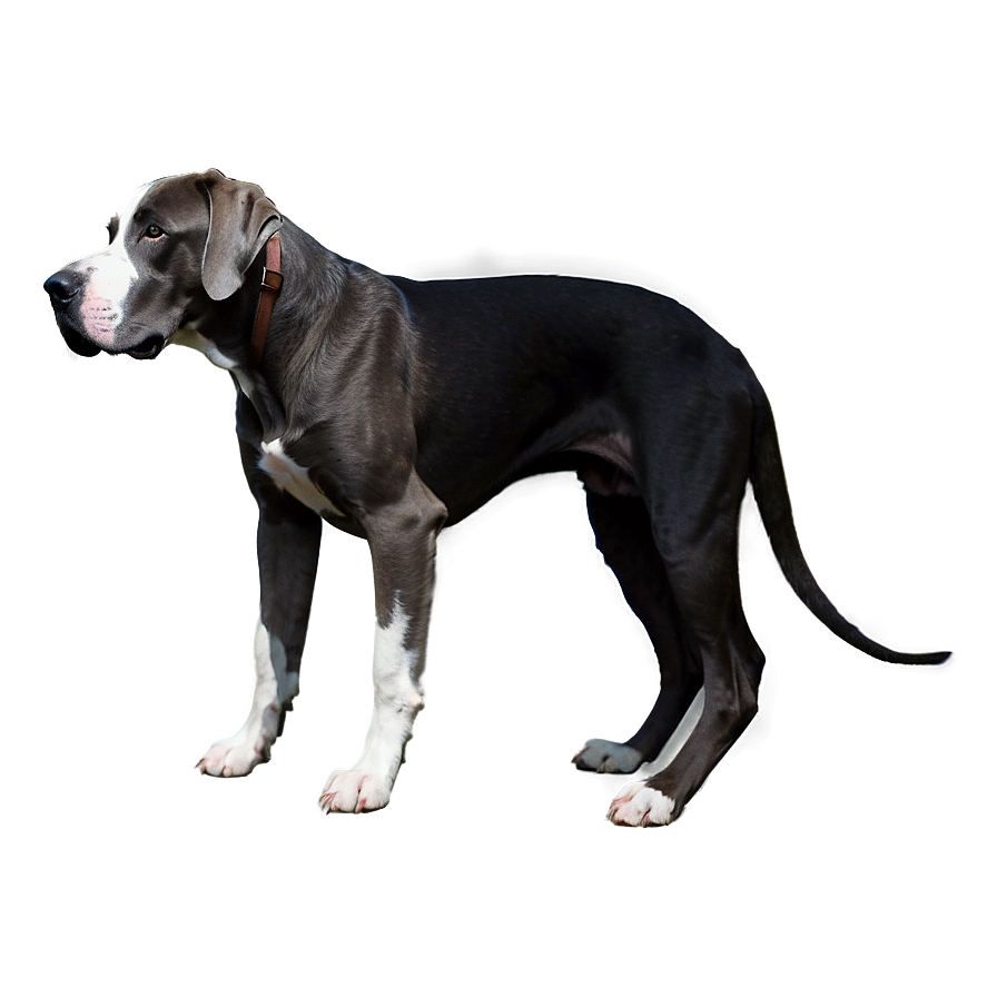 Great Dane And Puppy Png 33