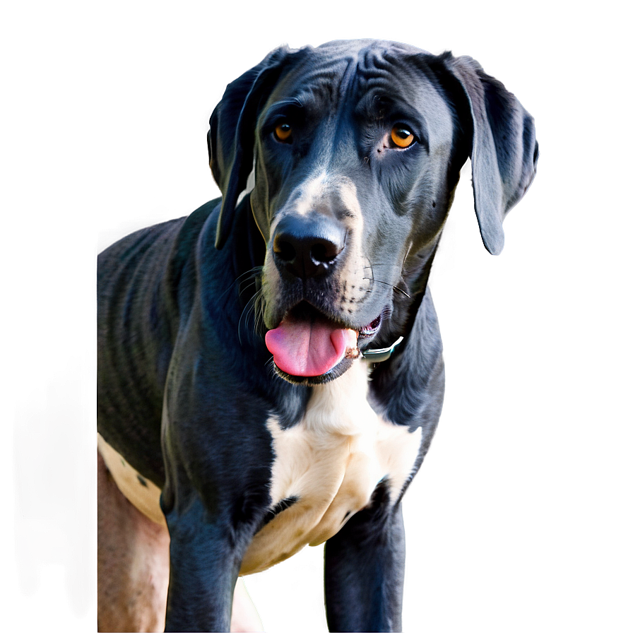 Great Dane Head Tilt Png 37