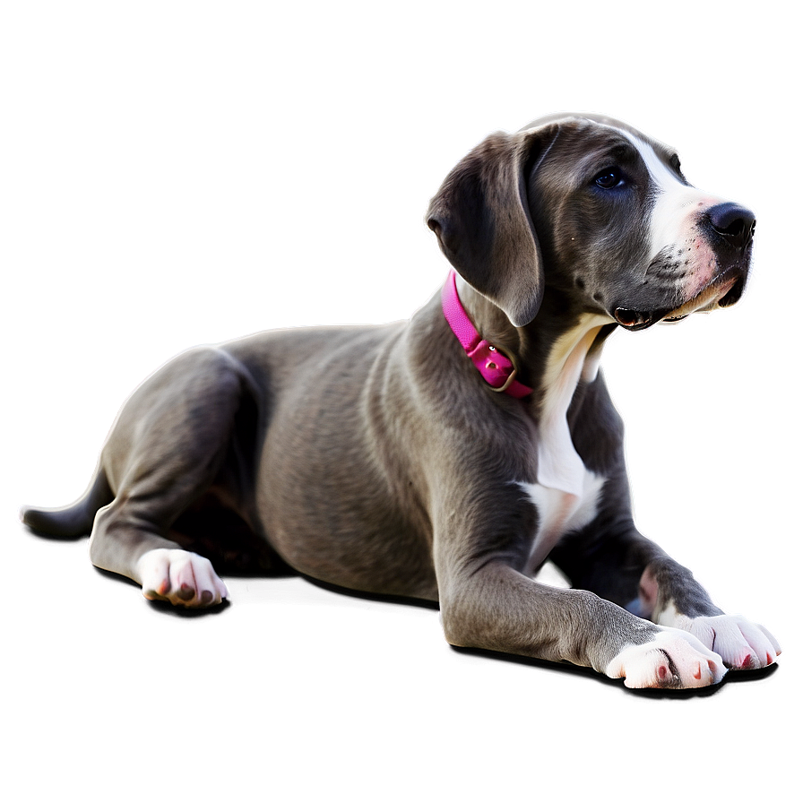 Great Dane Puppy Png Fuu