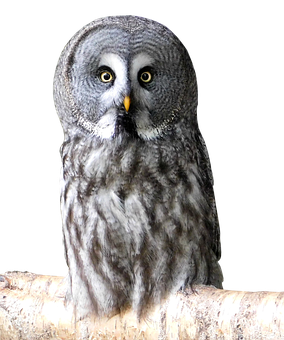 Great_ Grey_ Owl_ Perched