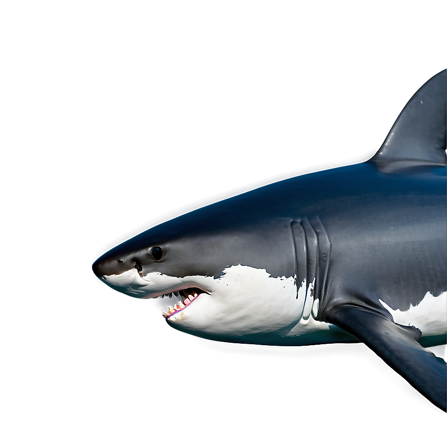 Great White Shark Side View Png Aiw98