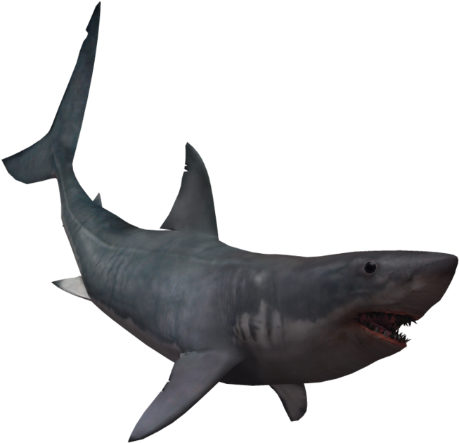 Great_ White_ Shark_ Swimming