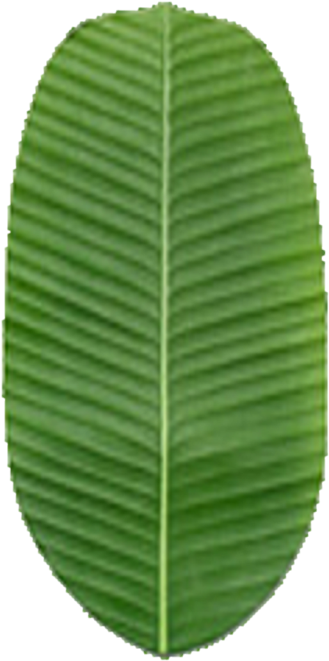 Green Banana Leaf Texture