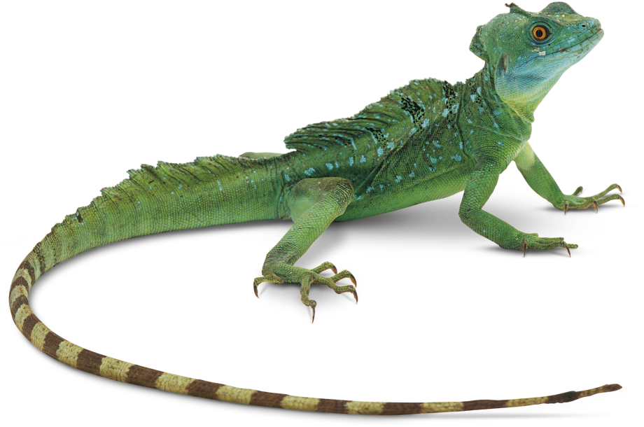 Green Basilisk Lizard Isolated