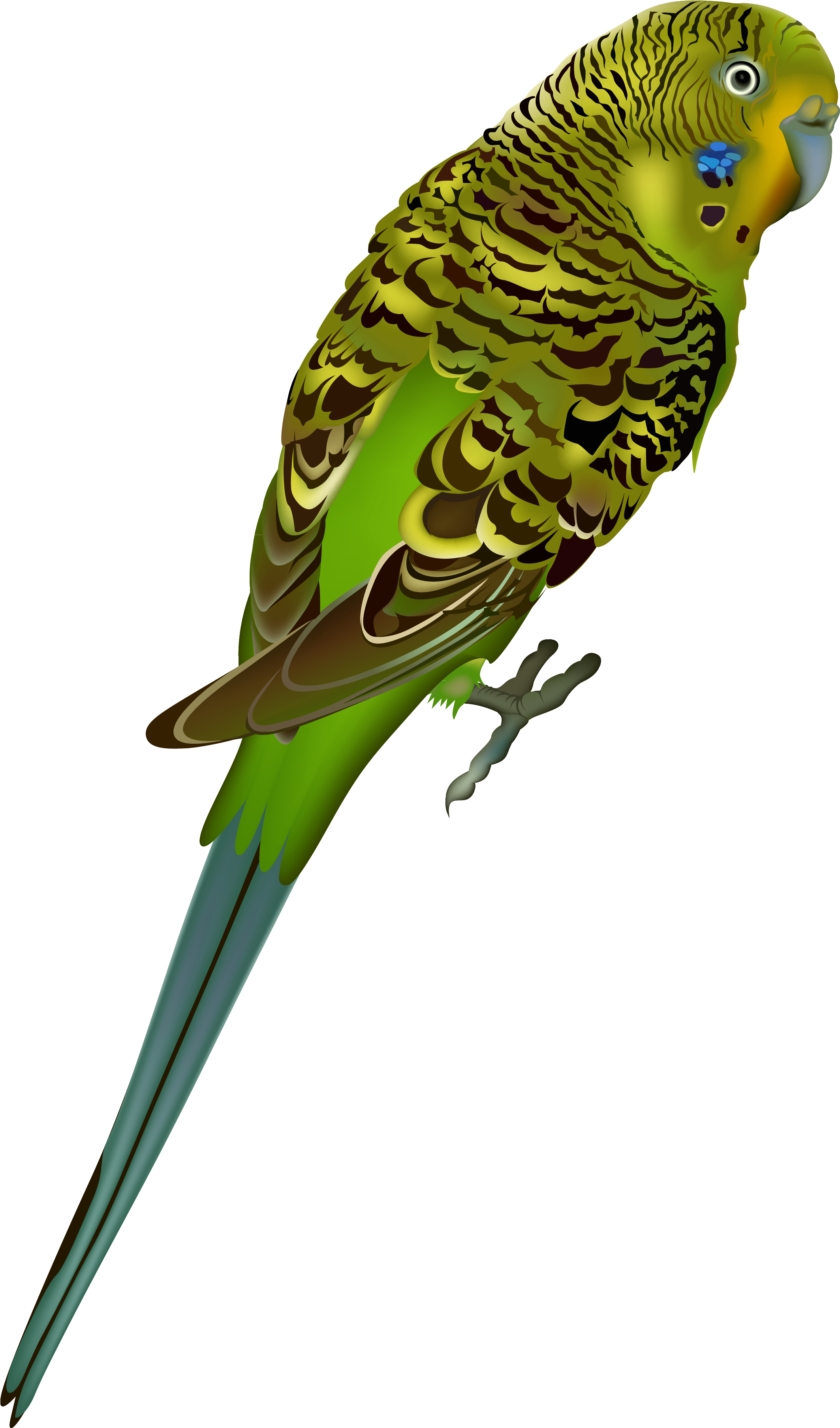 Green Budgerigar Perched