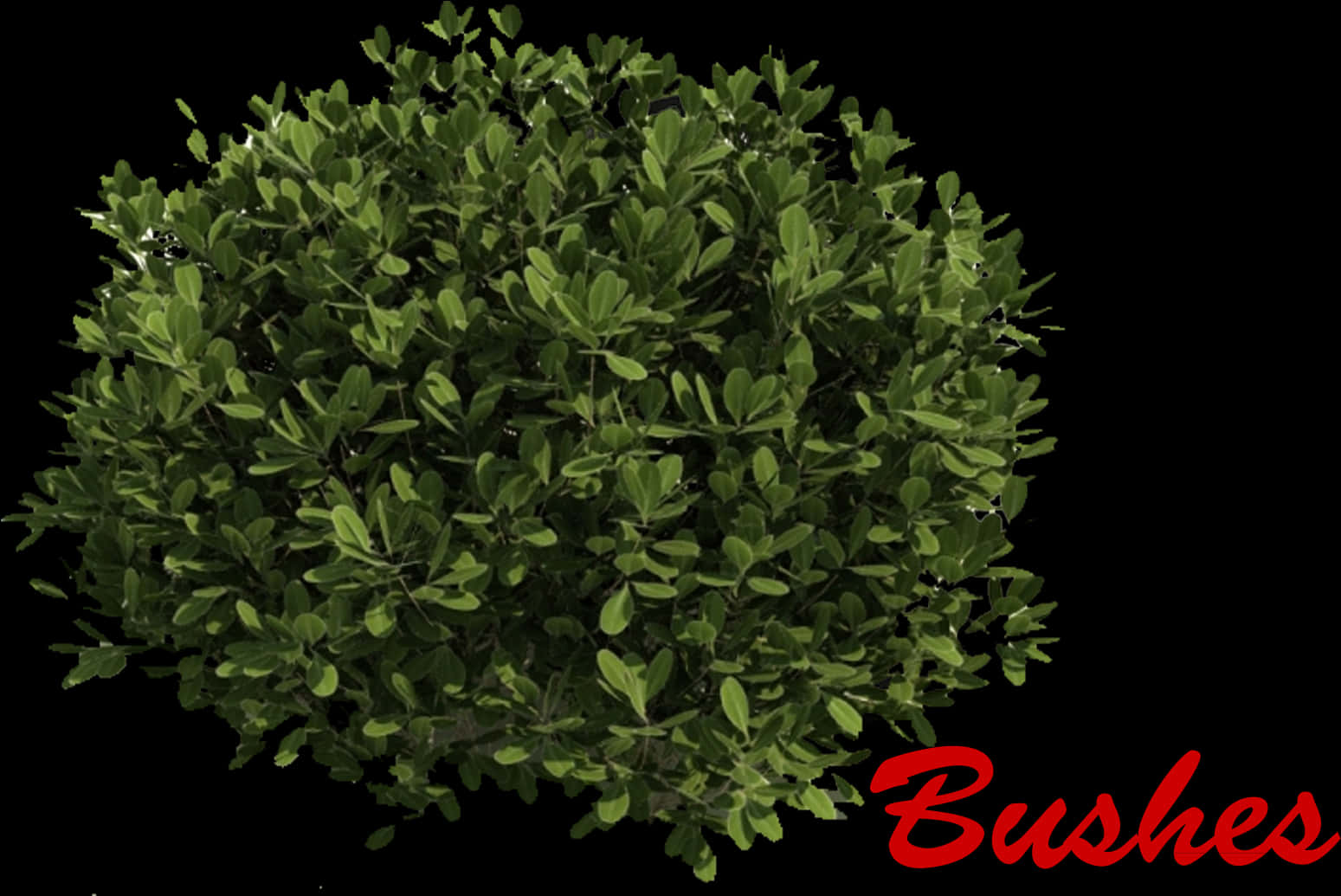 Green Bush Black Background