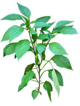 Green Chili Planton Black Background