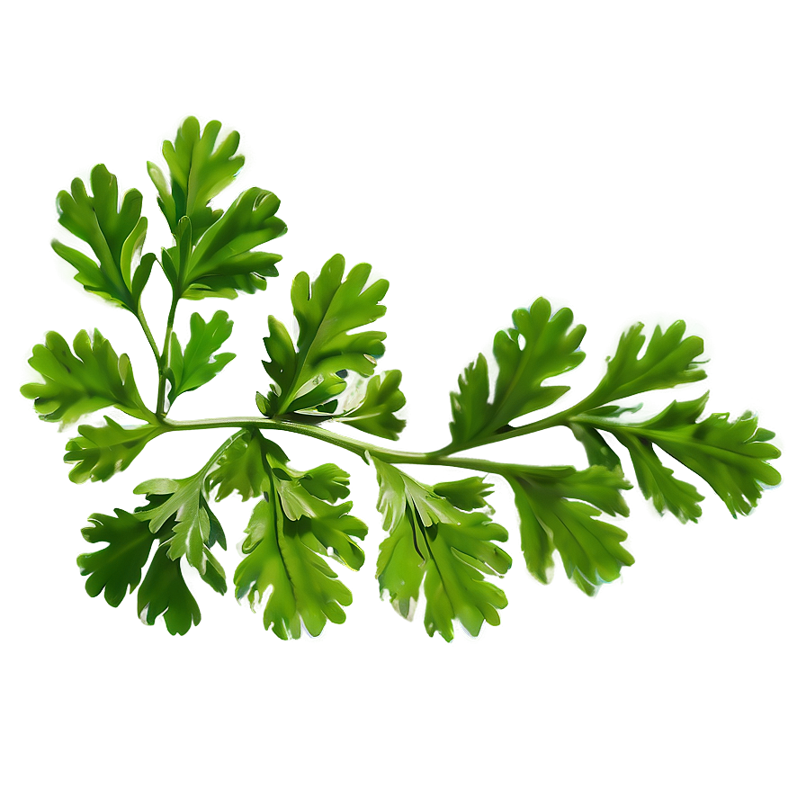 Green Cilantro Leaves Png Vaj11