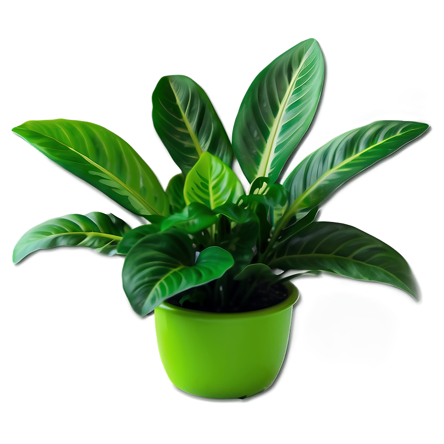 Green Floor Plant Png Jhf80