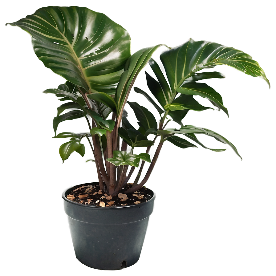 Green Floor Plant Png Yjh