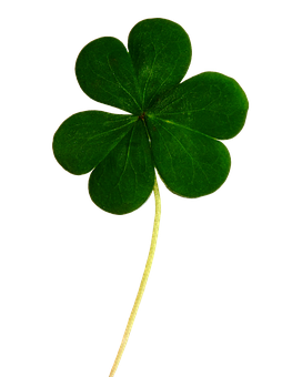 Green Four Leaf Clover Black Background