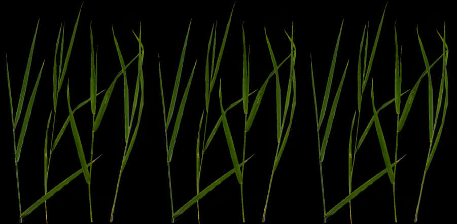 Green Grass Blades Black Background