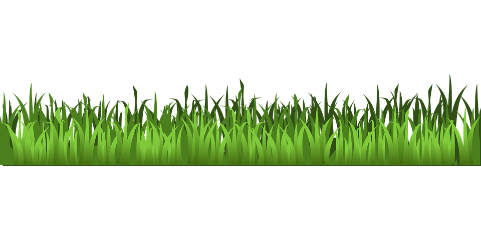 Green Grass Texture Panorama