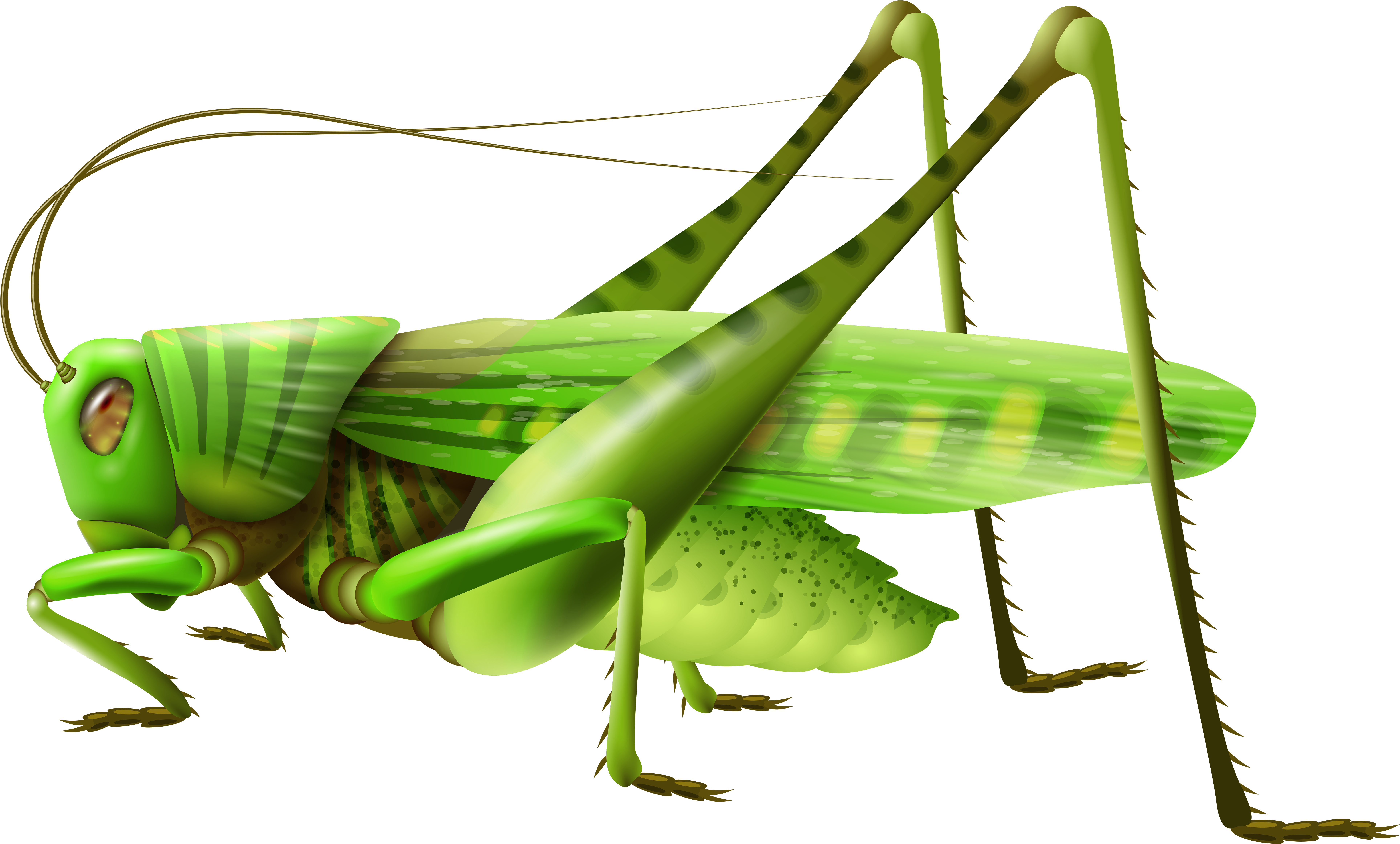 Green Grasshopper Illustration