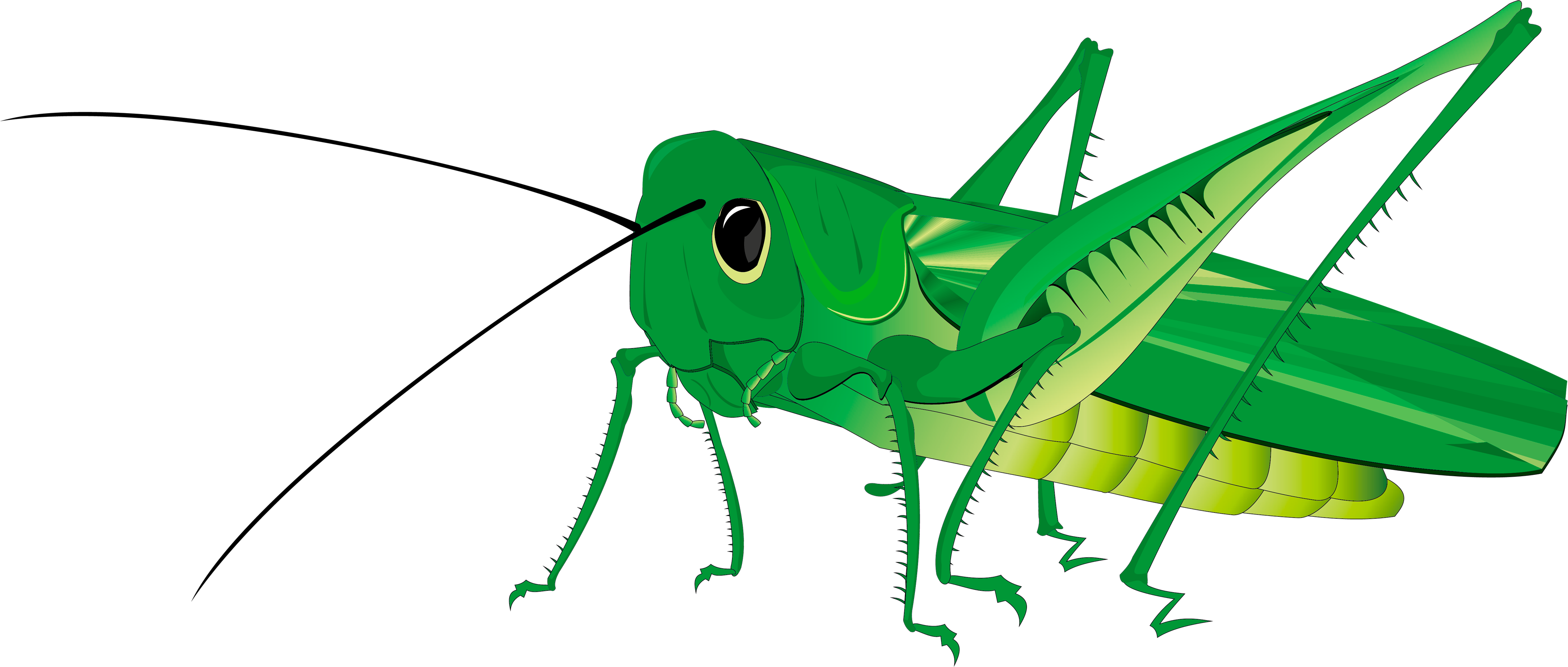 Green Grasshopper Illustration