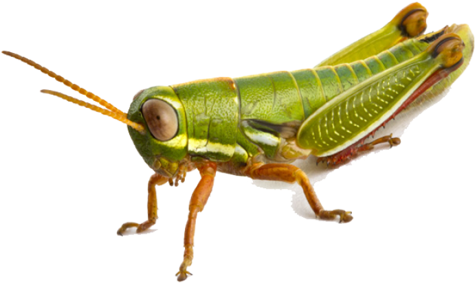 Green Grasshopper Isolated.png