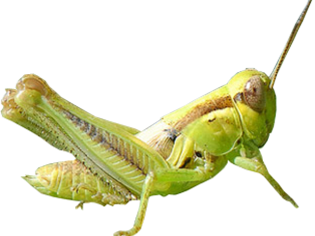 Green Grasshopper Side View