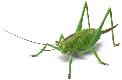 Green Grasshopper Transparent Background