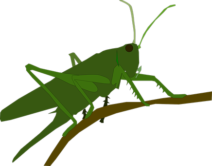 Green Grasshopper Vector Illustration