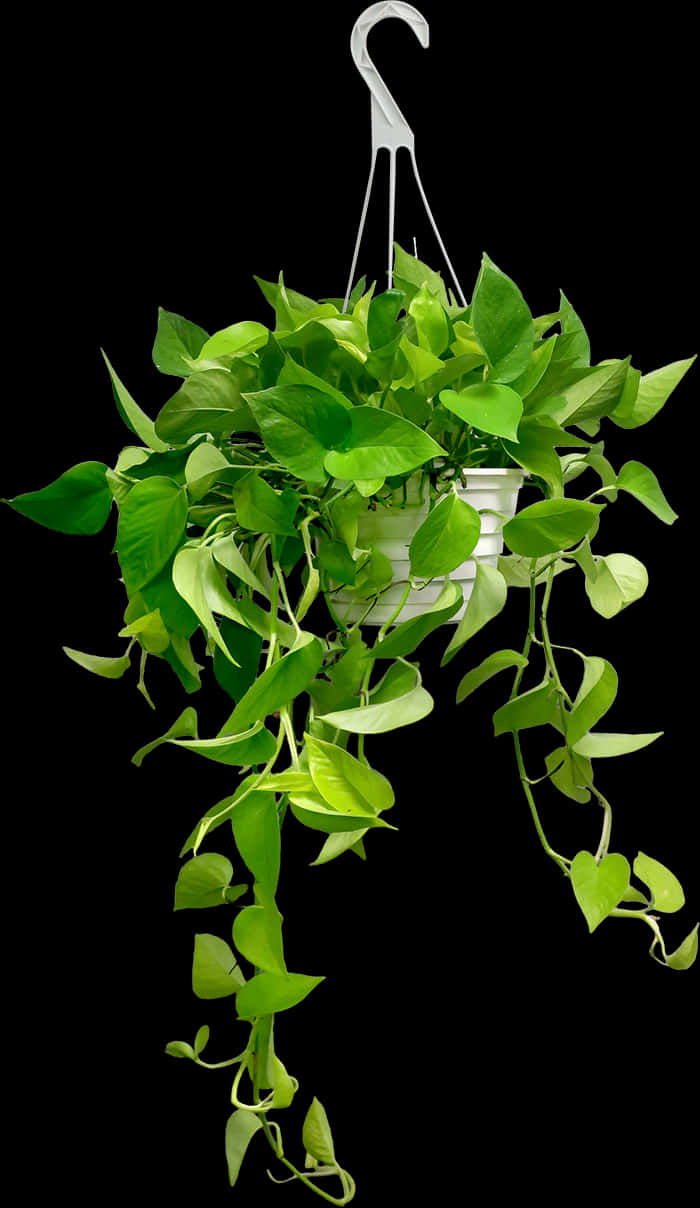 Green Hanging Plant Black Background.jpg