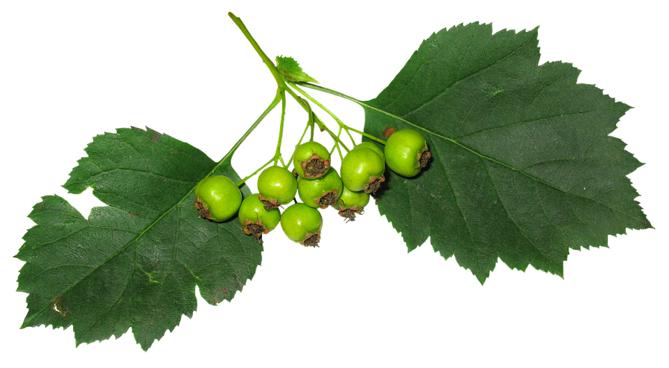 Green Hawthorn Berriesand Leaves