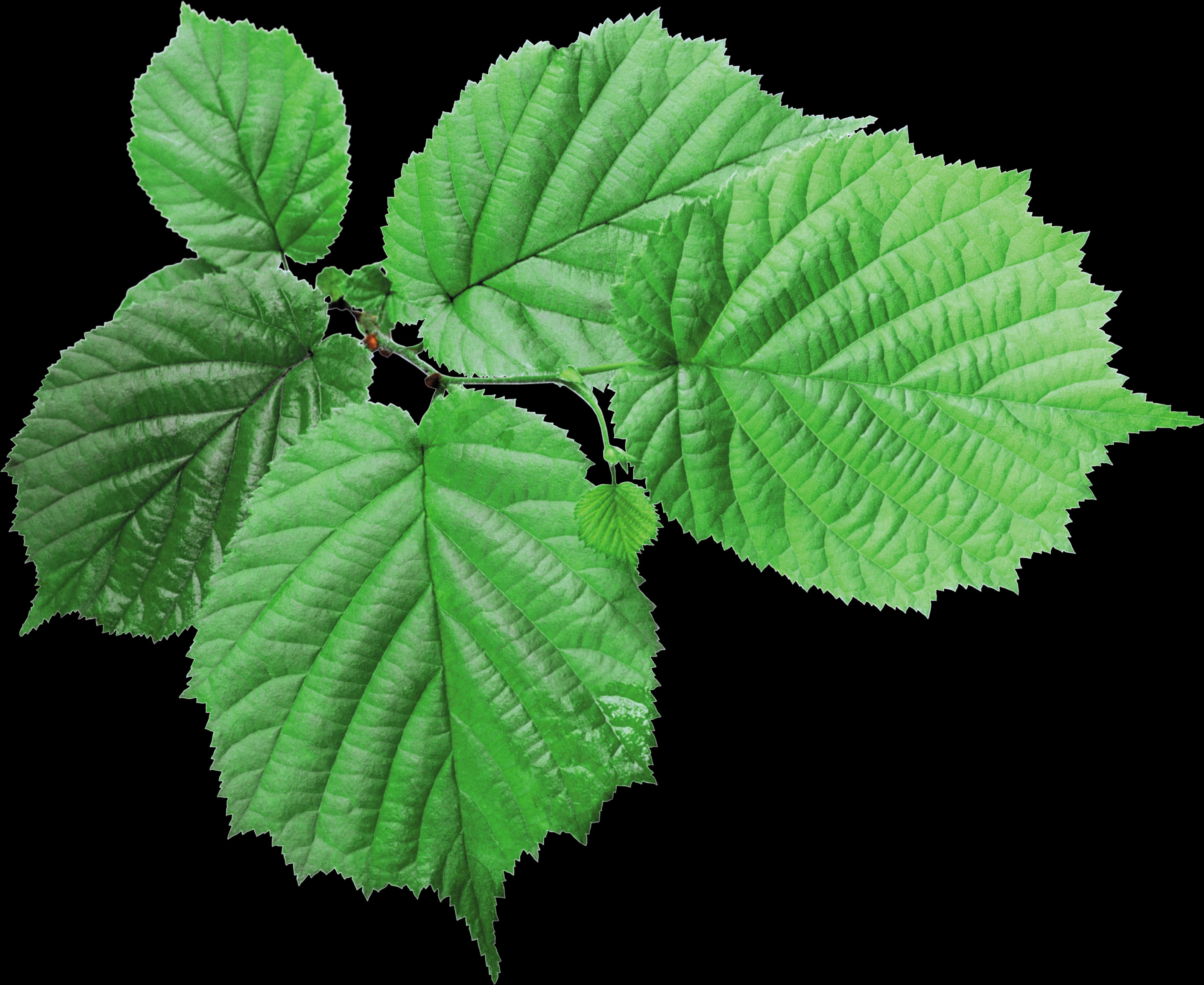 Green Hazel Leaves Transparent Background