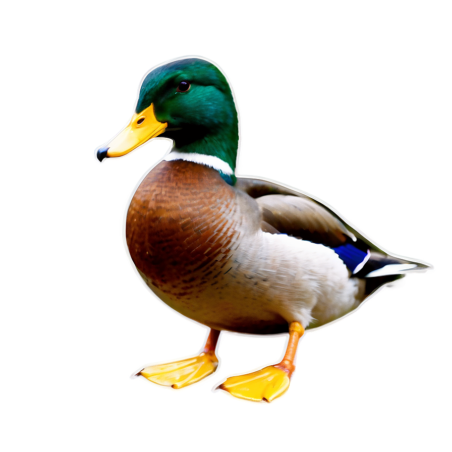 Green Head Mallard Duck Png 72