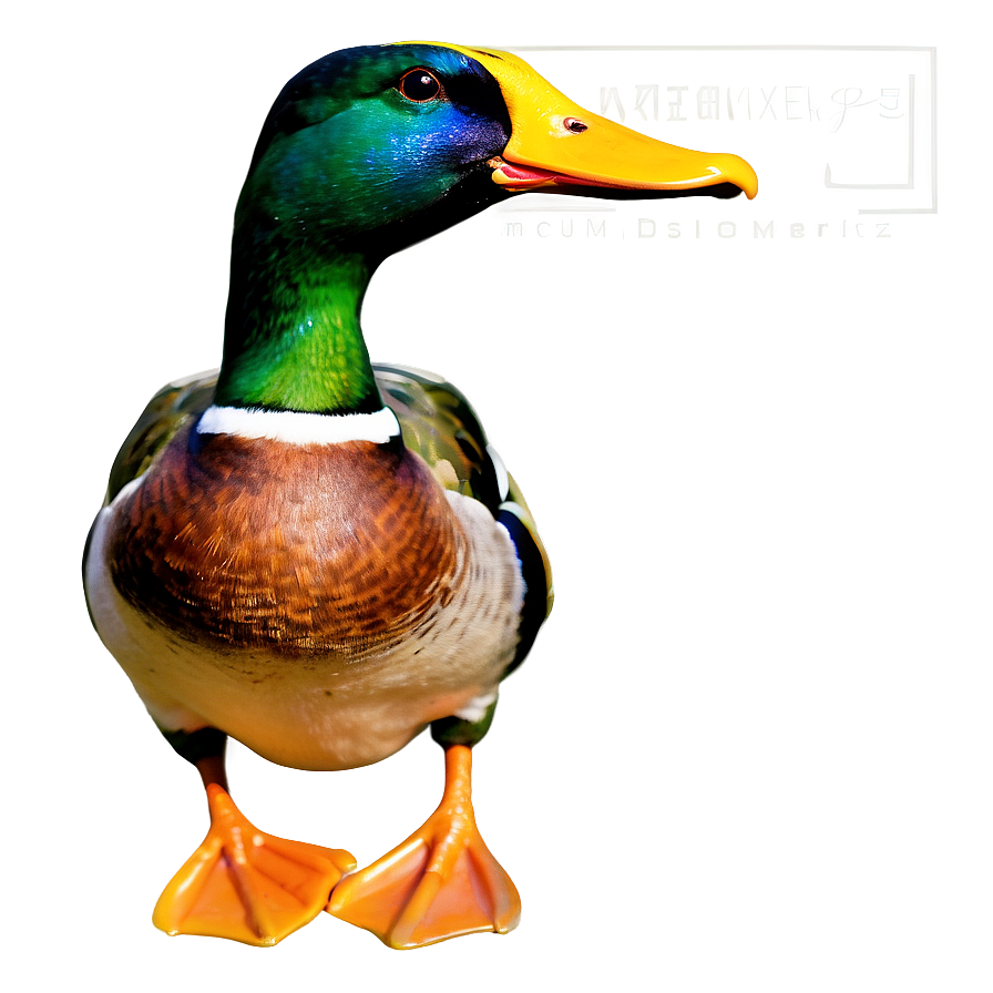 Green Head Mallard Duck Png Tkb