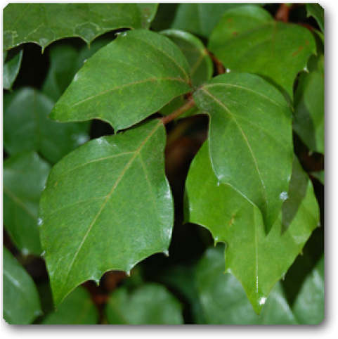 Green Ivy Leaves Closeup