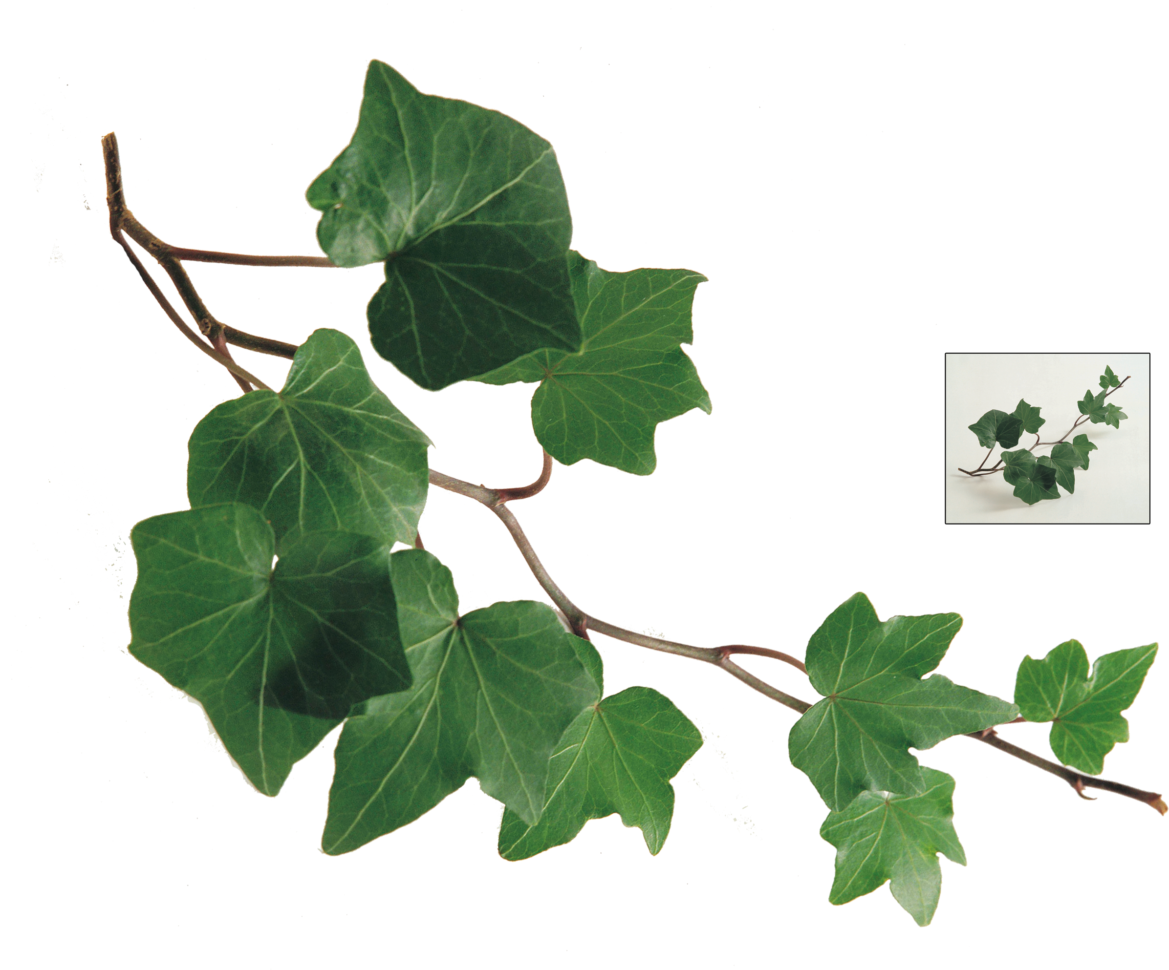 Green Ivy Leaves Transparent Background