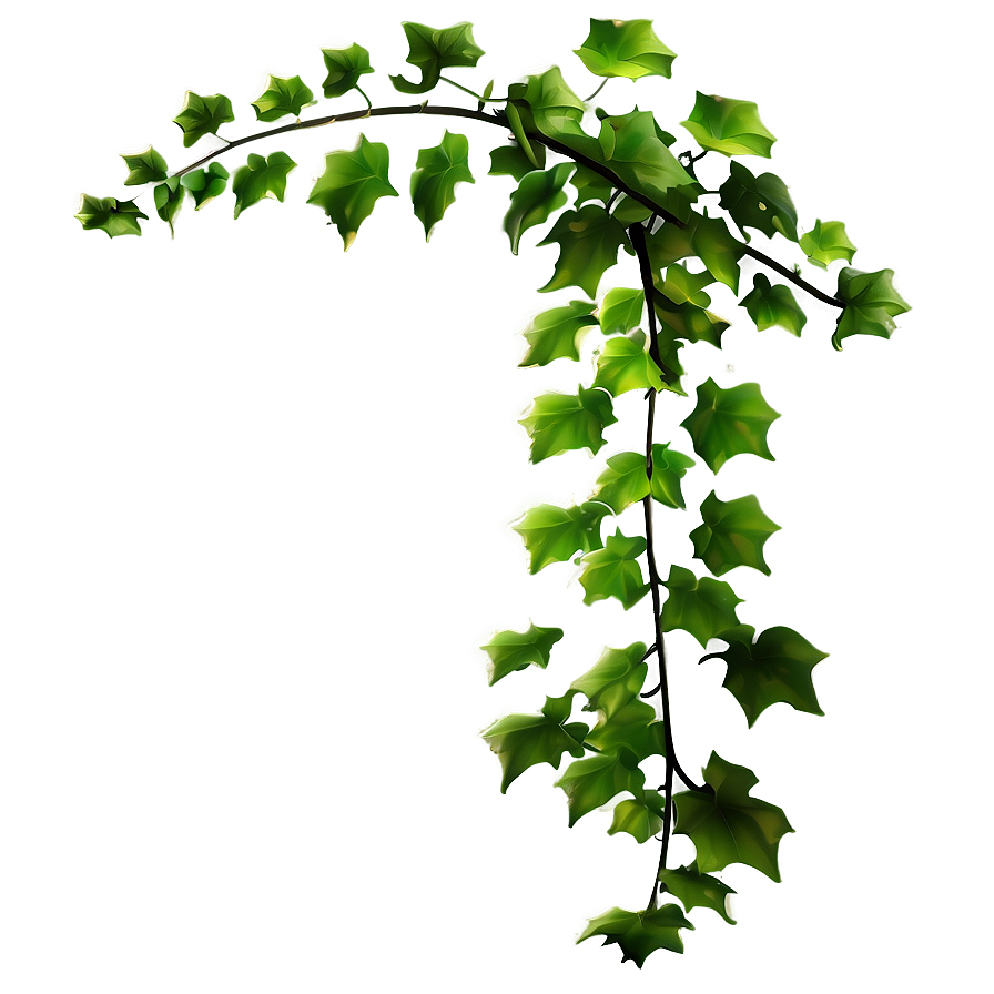 Green Ivy Vine Branch