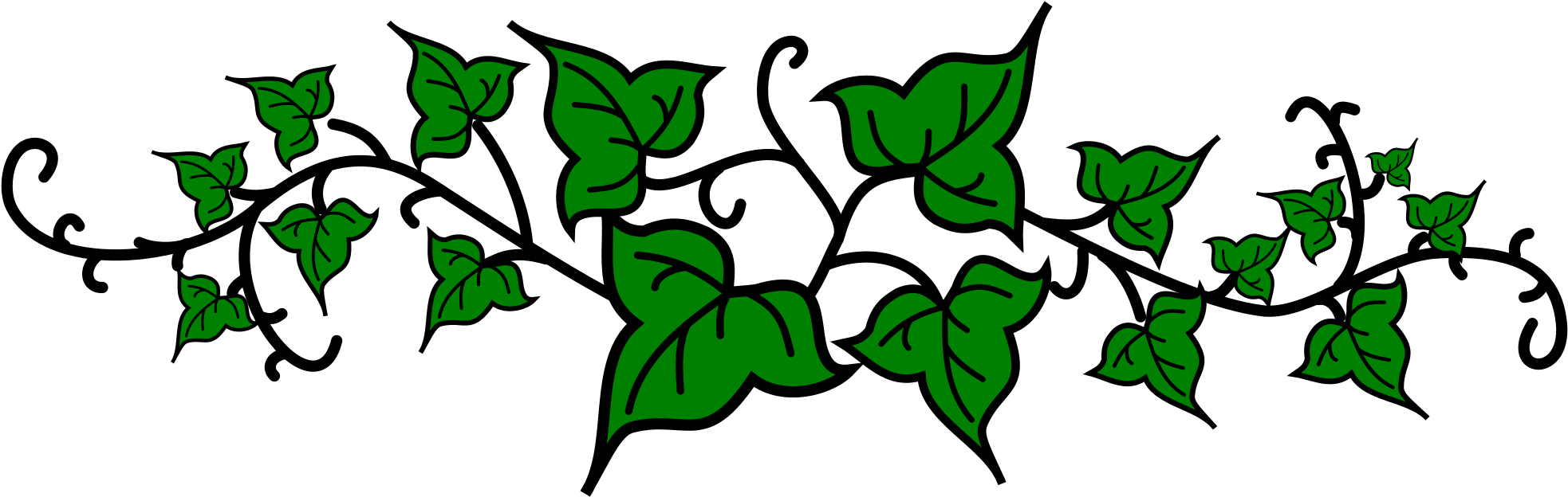 Green Ivy Vine Illustration